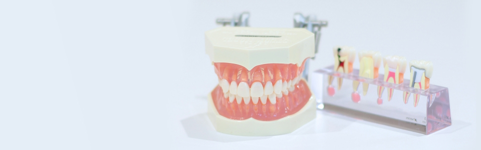 よくあるご質問　歯科医院にある歯の模型